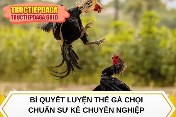 Bí quyết luyện thế gà chọi chuẩn sư kê chuyên nghiệp