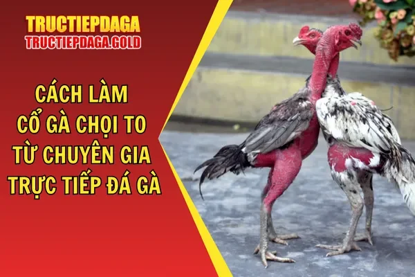 Cách Làm Cổ Gà Chọi To Từ Chuyên Gia Trực Tiếp Đá Gà