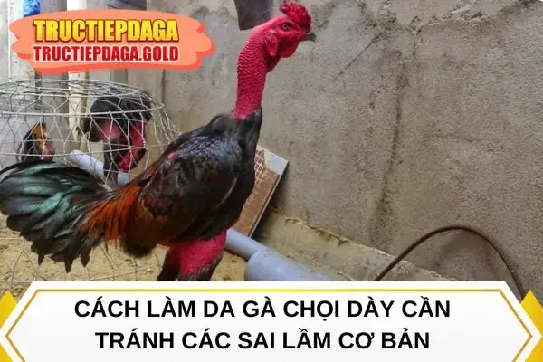 Cách làm da gà chọi dày cần tránh các sai lầm cơ bản