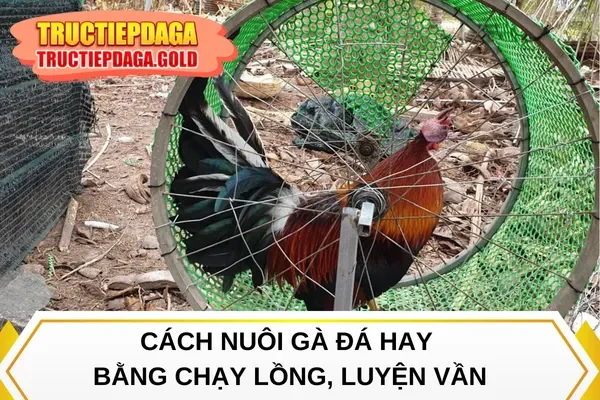 Cách nuôi gà đá hay bằng chạy lồng, luyện vần
