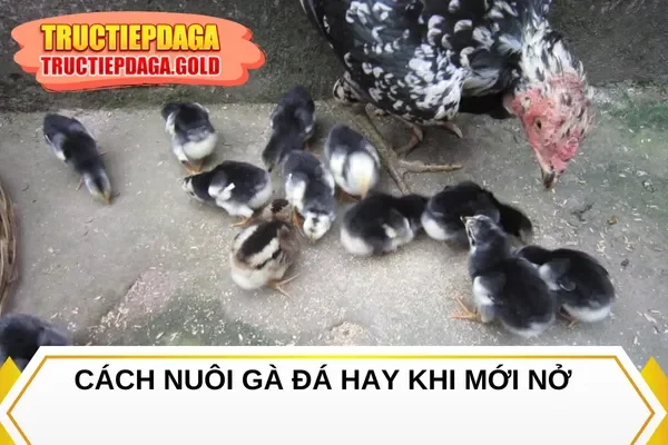 Cách nuôi gà đá hay khi mới nở