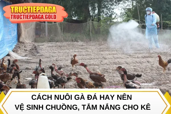 Cách nuôi gà đá hay nên vệ sinh chuồng, tắm nắng cho kê