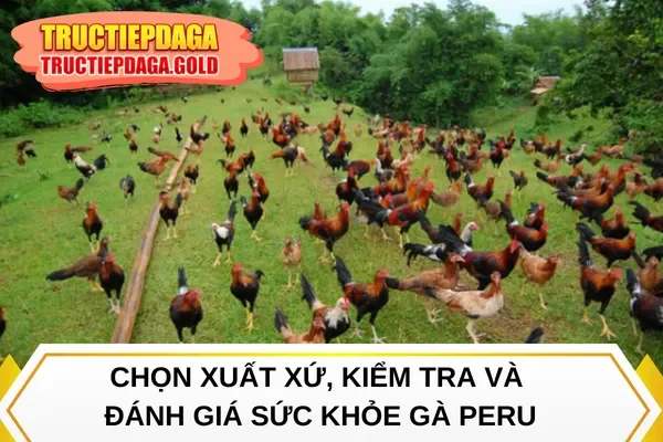 Chọn xuất xứ, kiểm tra và đánh giá sức khỏe gà Peru