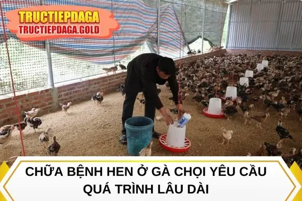 Chữa bệnh hen ở gà chọi yêu cầu quá trình lâu dài