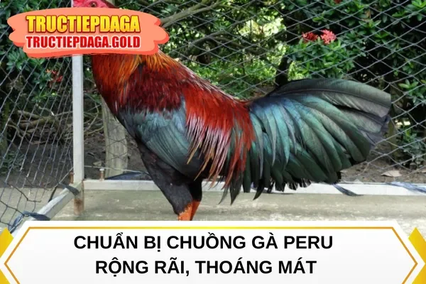 Chuẩn bị chuồng gà Peru rộng rãi, thoáng mát