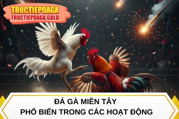 Đá gà miền Tây phổ biến trong các hoạt động