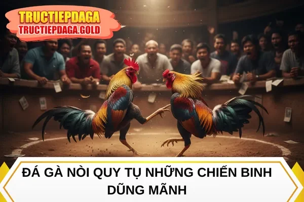 Đá gà nòi quy tụ những chiến binh dũng mãnh