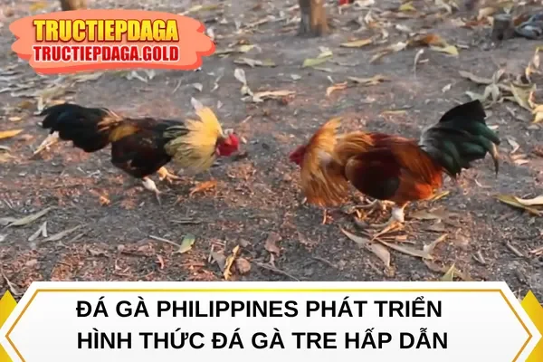 Đá gà Philippines phát triển hình thức đá gà tre hấp dẫn
