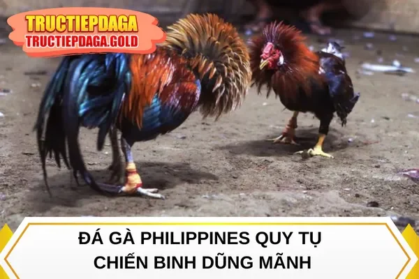Đá gà Philippines quy tụ chiến binh dũng mãnh