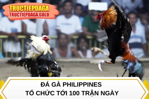 Đá gà Philippines tổ chức tới 100 trận ngày