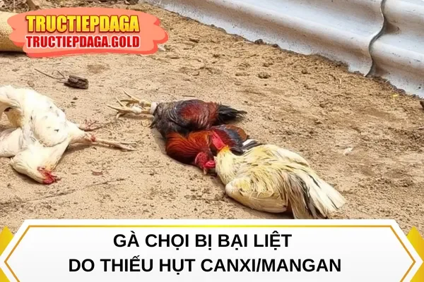 Gà chọi bị bại liệt do thiếu hụt canxi/Mangan