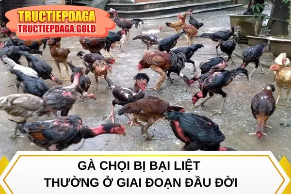 Gà chọi bị bại liệt thường ở giai đoạn đầu đời