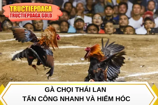 Gà chọi Thái Lan tấn công nhanh và hiểm hóc