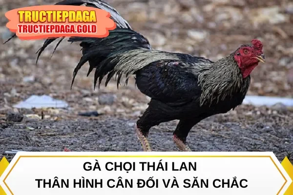 Gà chọi Thái Lan thân hình cân đối và săn chắc