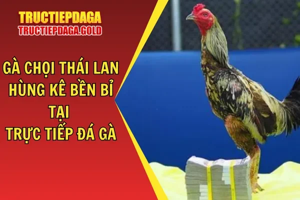 Gà Chọi Thái Lan - Hùng Kê Bền Bỉ Tại Trực Tiếp Đá Gà