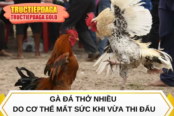 Gà đá thở nhiều do cơ thể mất sức khi vừa thi đấu