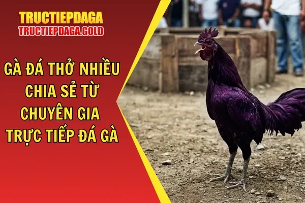 Gà Đá Thở Nhiều - Chia Sẻ Từ Chuyên Gia Trực Tiếp Đá Gà