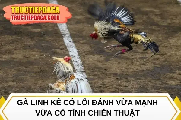 Gà linh kê có lối đánh vừa mạnh vừa có tính chiến thuật