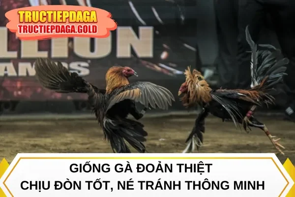 Giống gà đoản thiệt chịu đòn tốt, né tránh thông minh