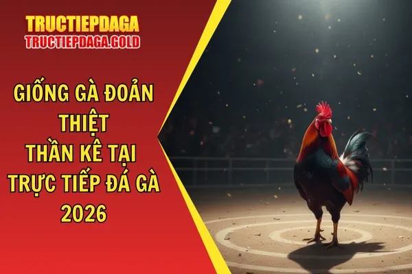 Giống Gà Đoản Thiệt - Thần Kê Tại Trực Tiếp Đá Gà 2026