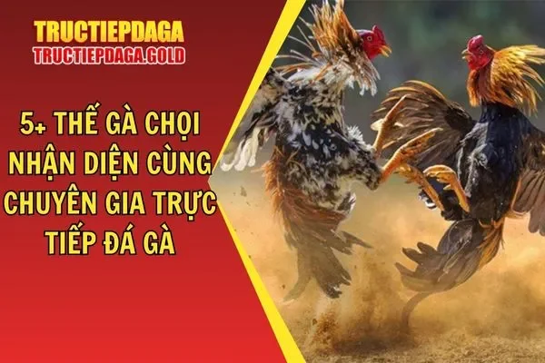 5+ Thế Gà Chọi | Nhận Diện Cùng Chuyên Gia Trực Tiếp Đá Gà