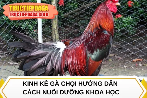 Kinh kê gà chọi hướng dẫn cách nuôi dưỡng khoa học