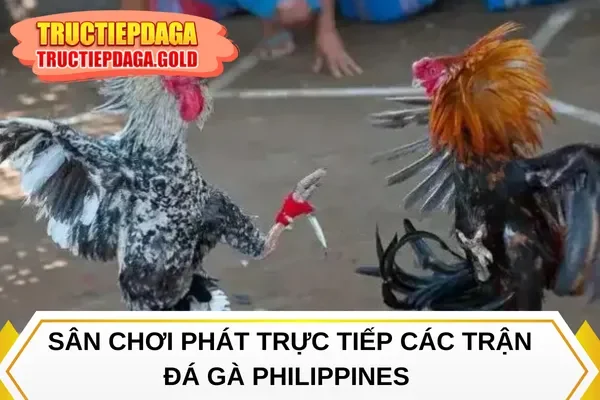 Sân chơi phát trực tiếp các trận đá gà Philippines 