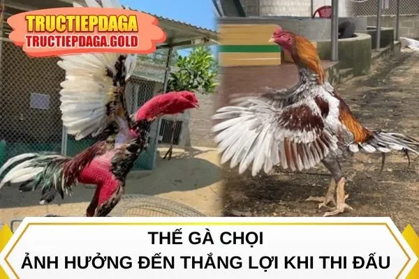 Thế gà chọi ảnh hưởng đến thắng lợi khi thi đấu