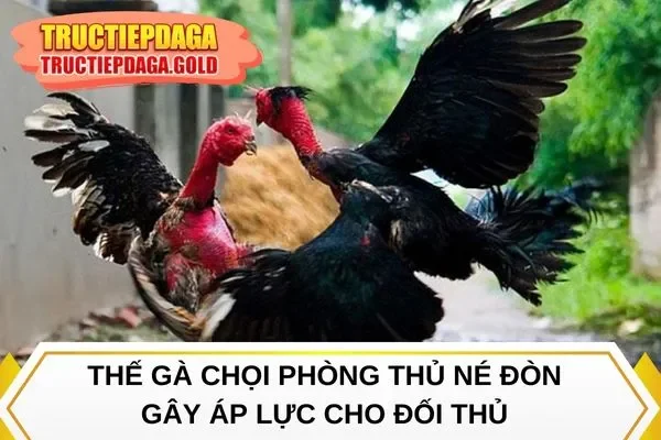 Thế gà chọi phòng thủ né đòn gây áp lực cho đối thủ