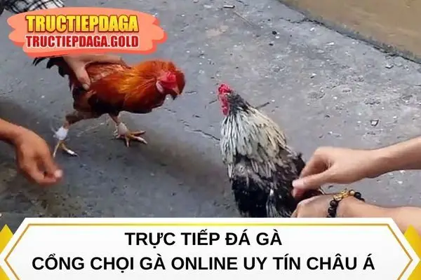 Trực Tiếp Đá Gà - Cổng chọi gà online uy tín châu Á