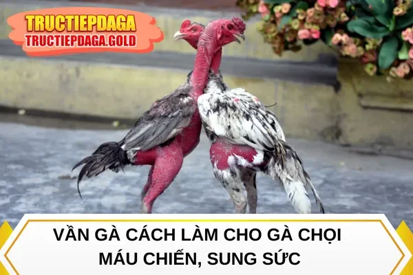 Vần gà cách làm cho gà chọi máu chiến, sung sức